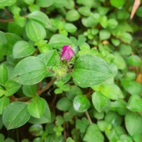 Heterotis rotundifolia (Sm.) Jacq.-Fél.